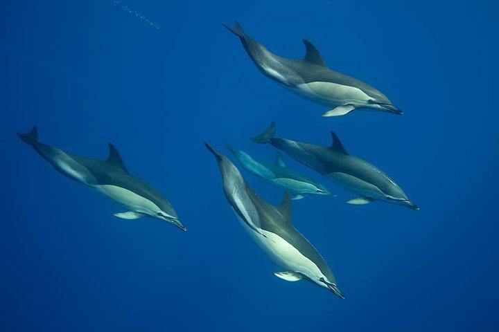 Swim with Dolphins in the Azores