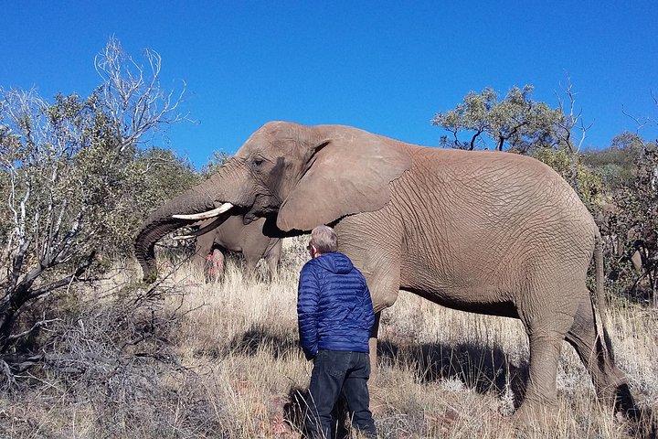 Elephant Walk Guided Half Day Tour from Johannesburg