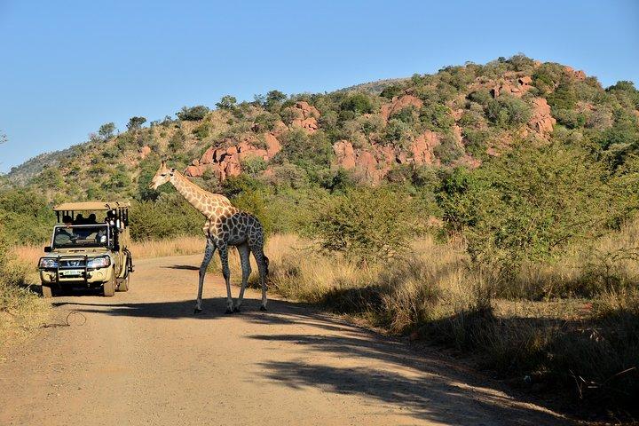 3-Hour Private Game Drive of Pilanesberg National Park