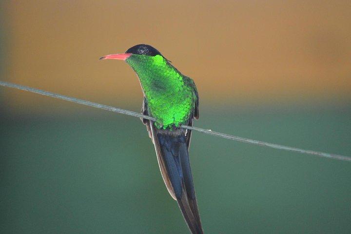 Bird Watching Tour in St Lucia