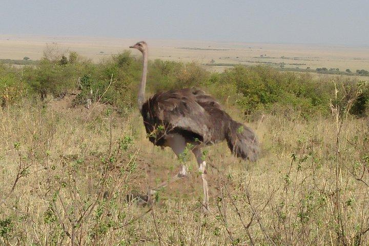 Samburu National Park Day Tour Nyeri