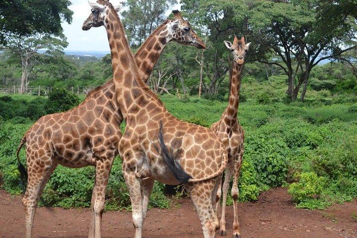 Tour: Giraffe Center and Nairobi National Park