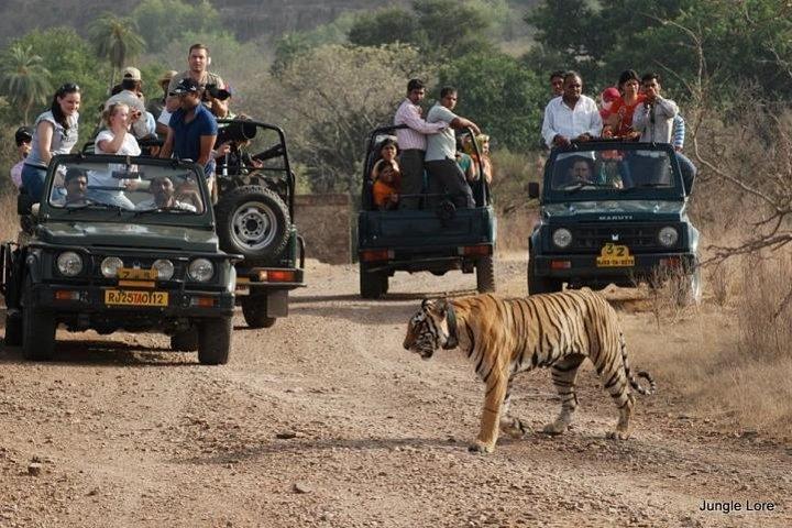 A Two Night Ranthambore National Park From Jaipur By Private Transfer