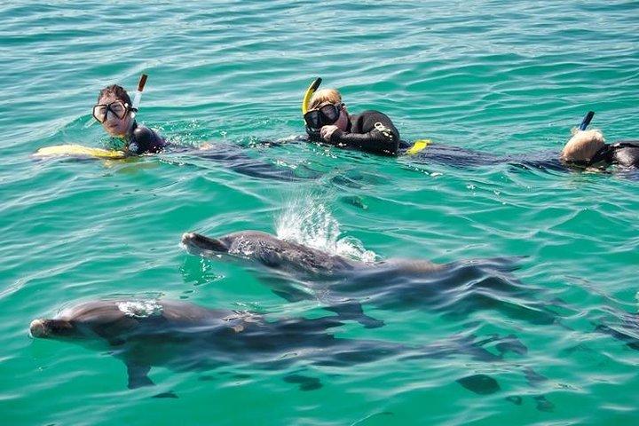 Swim with Wild Dolphins Day Tour