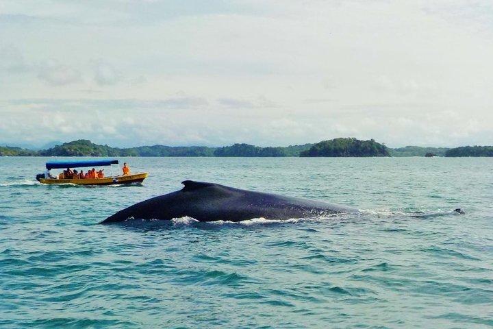 (4 person minimum to book) Whale Watching (July 15 to Oct.15) in Isla Bolanos