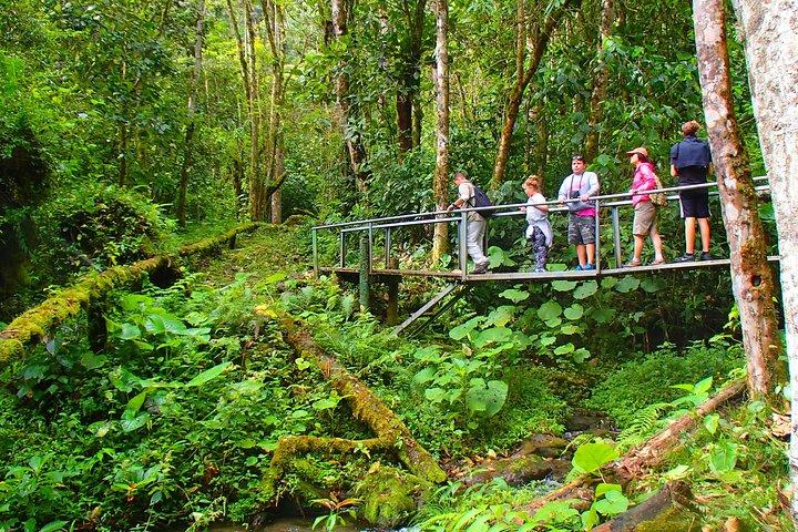 Cloud Forest Wildlife Hike 8:30am (Minimum of 2 people required )