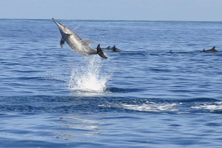 Whale and Dolphin Watching Private Boat Tour from Mauritius