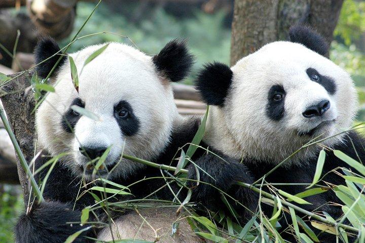 Private Half-Day Chengdu Panda Breeding Center Tour with Optional Volunteer