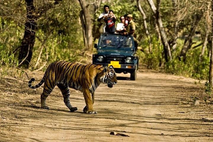 Private 5-Day Ranthambhore Tiger Tour from Delhi including the Taj Mahal, Agra and Jaipur