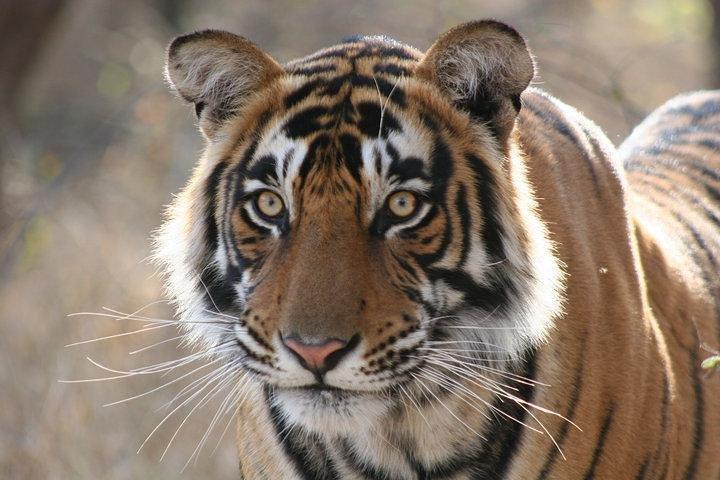 3-Day Ranthambhore Tiger Tour to Agra and Jaipur from Delhi