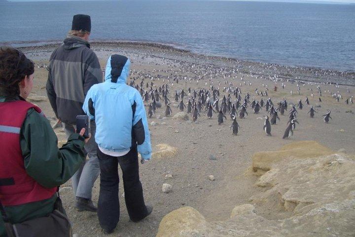 Shore Excursion: Magellan Penguins Natural Reserve in Magdalena Island from Punta Arenas