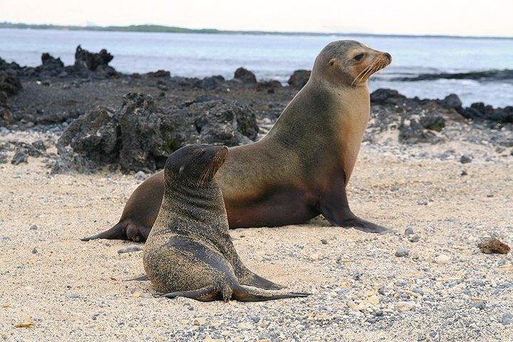5-Day All-Inclusive Galapagos: Isabela and Santa Cruz Island