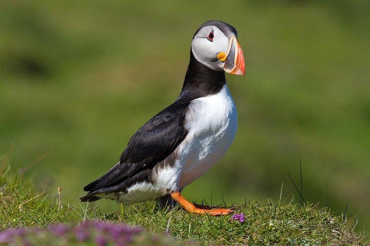 Puffin and Volcano Minibus Tour - Guided by Ebbi