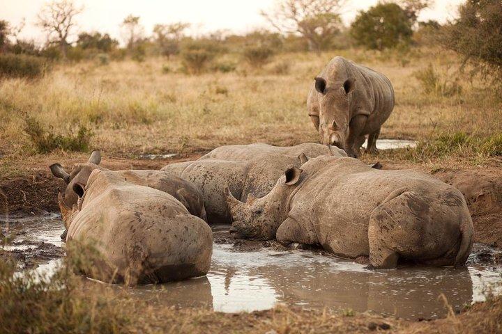 Full Day Big 5 Game Safari in Kruger National Park from Hazyview