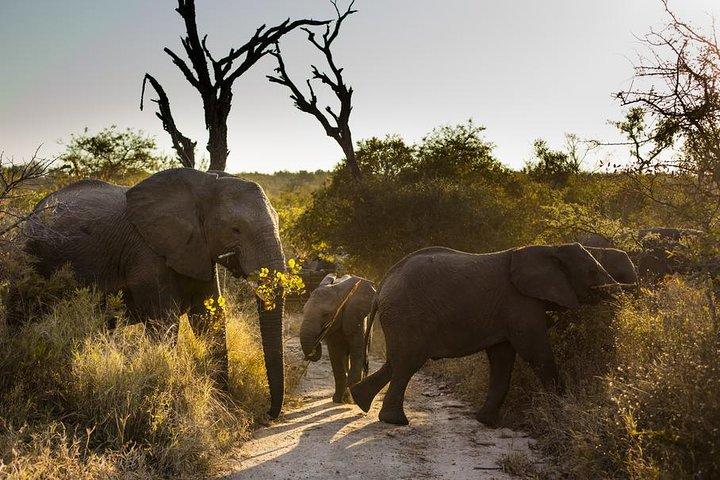 Big Five Afternoon Game Safari in Kruger National Park from Hazyview