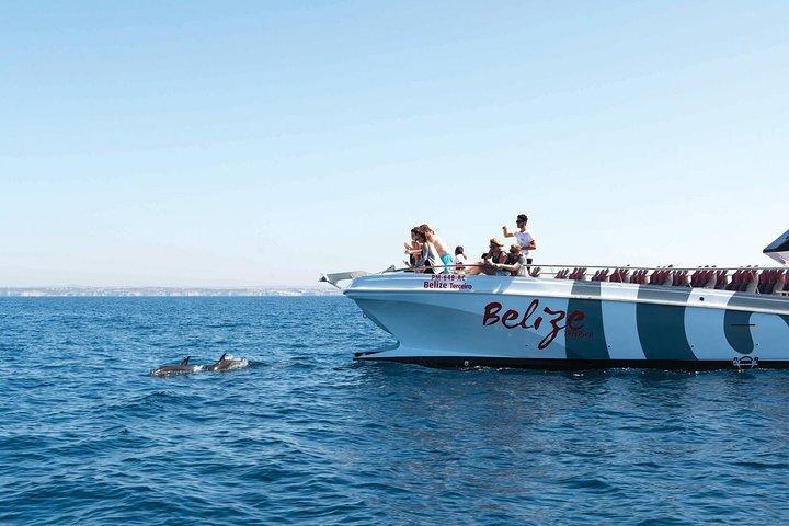 Dolphin Watching and Cave Boat Cruise from Albufeira