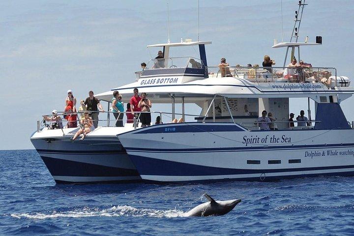 Dolphin and Whales watching cruise from Puerto Rico de Gran Canaria
