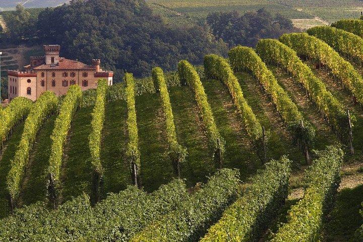 Private Tour: Barolo Wine Tasting in Langhe area from Torino