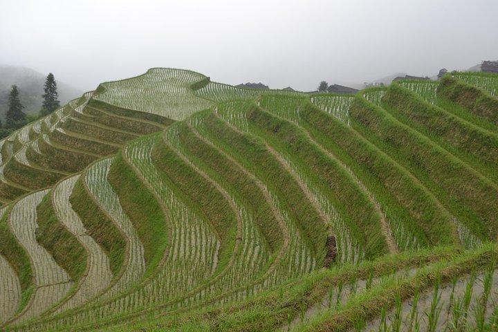 One Day Private Longshen Rice Terraces Tour Including Lunch