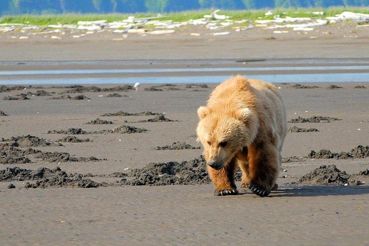 Alaska Bear-Viewing Day Trip from Homer