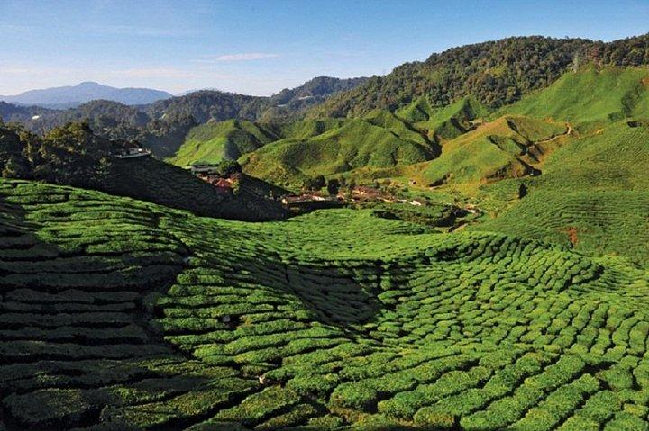 2-Nights Cameron Highlands Discovery from Penang to Kuala Lumpur