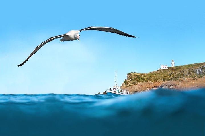 Otago Peninsula Scenic, City Highlights and Wildlife Tour