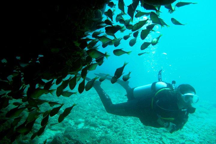 Scuba Dive Ningaloo Reef