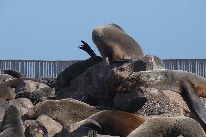 Swakopmund Cape Cross seal colony Day Tours