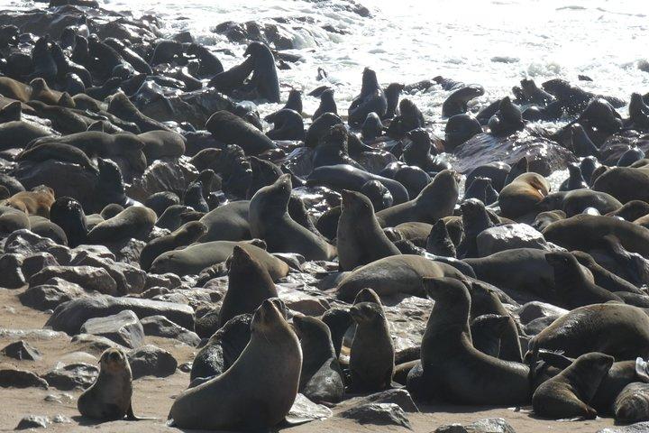 Explorer Cape Cross seal colony Day Tour