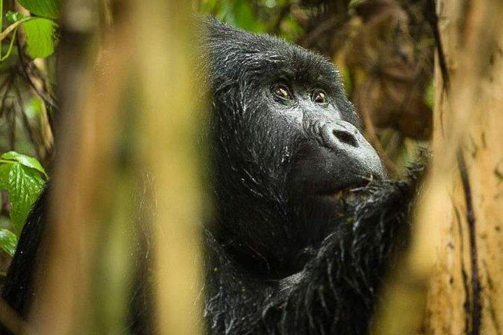 3-Day Tour to Uganda - Gorilla Trekking Bwindi Forest