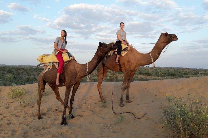 Camel Safari Experience With Locals
