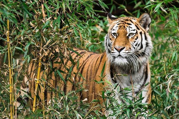 Tiger Safari at Pench National Park