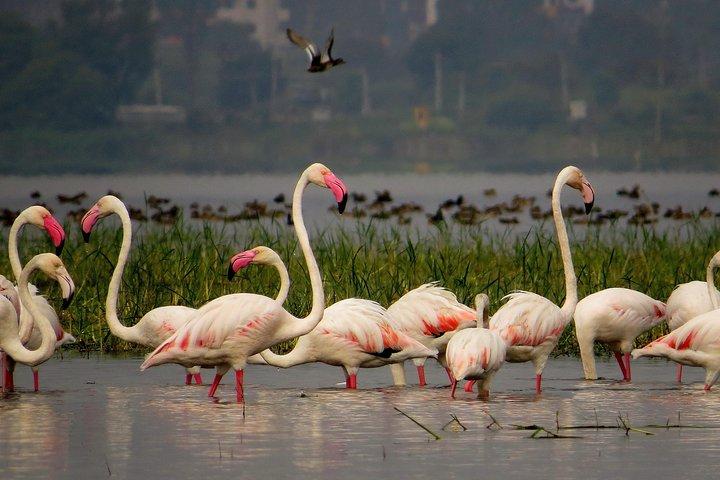 Private Tour: Full-Day Bird Safari Excursion to Bhigwan from Pune