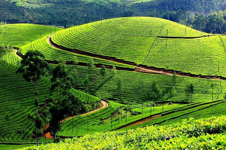 Private Day Trip to Munnar from Kochi (Cochin)
