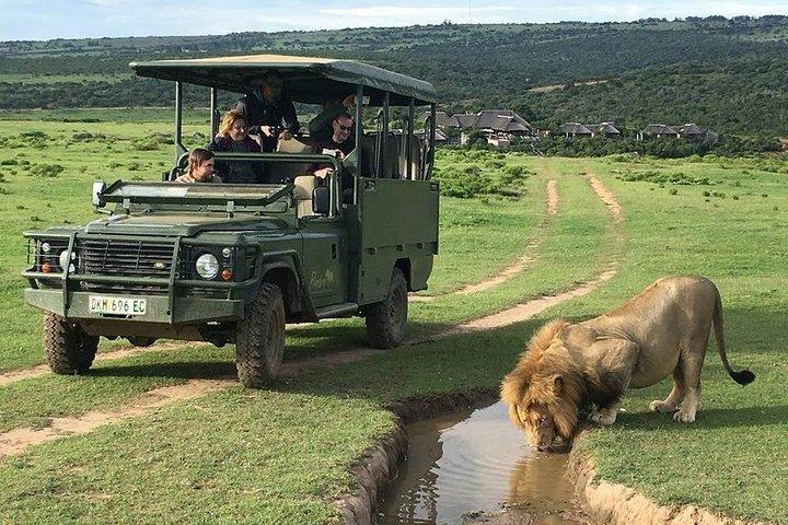 Day Safari at Pumba Private Game Reserve