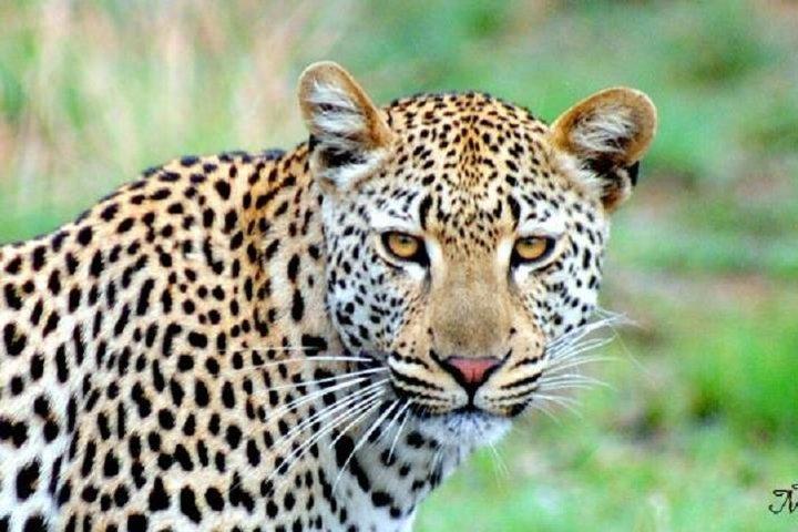 One Night Leopard Tour of Kruger National Park from Nelspruit
