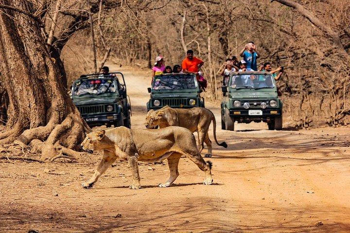 Jeep Safari - Gir National Park, Gujarat, India