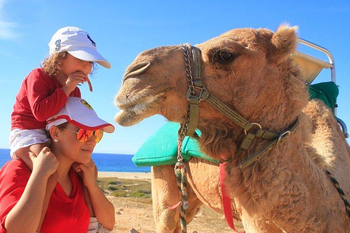 Camel Ride & Encounter at Los Cabos