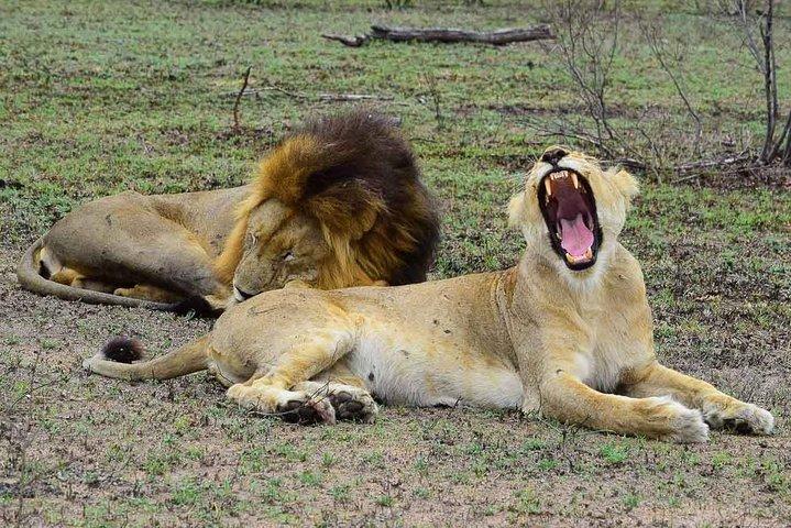 Private 5-Day Overnight Safari In Kruger Park from Skukuza Airport