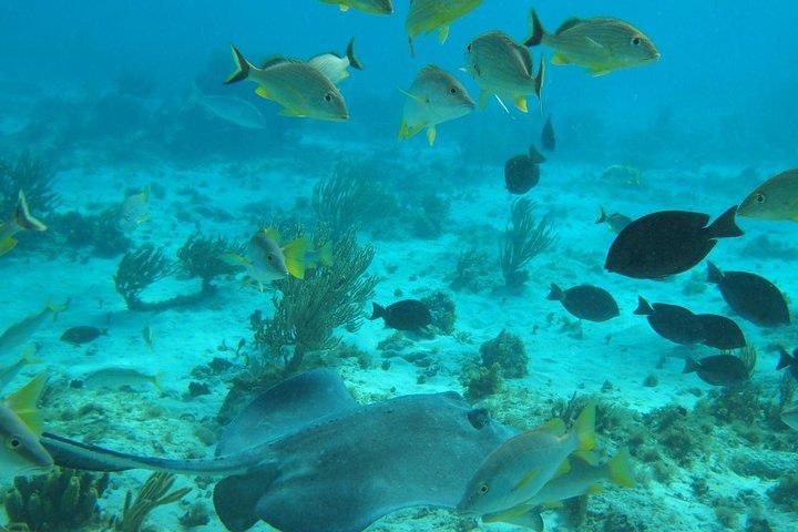 Stingray City and Snorkel Tour With Lunch