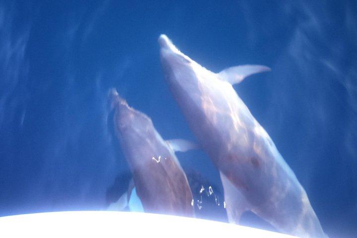 Dolphins Watching in the National Park Brijuni
