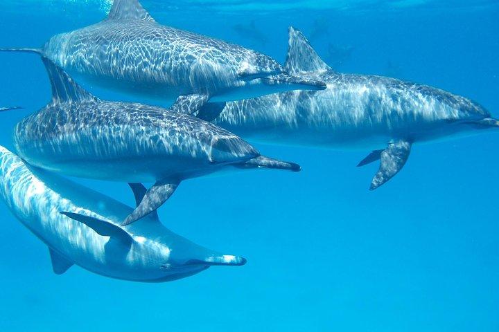 Swim with Wild Dolphins in Hurghada