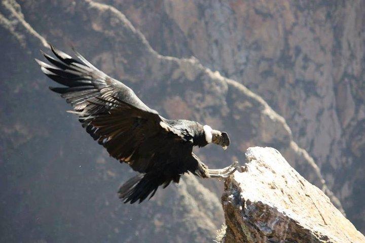 Full Day Trip to Colca Canyon from Arequipa