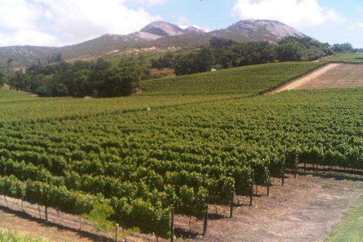 Private Cape Winelands from Stellenbosch OR Franschhoek OR Paarl
