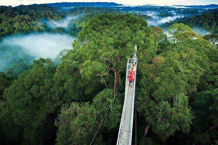 Monteverde Cloud Forest and Hanging Bridges in Selvatura Tour from San Jose