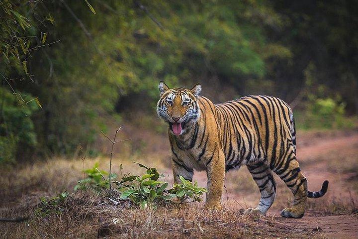 Tiger Safari at Bandhavgarh National Park