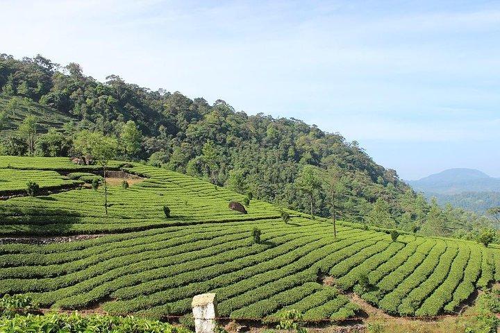 Full Day Tour Of Munnar