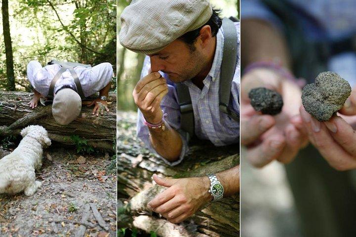 Orvieto: Half-Day Truffle Hunting Experience