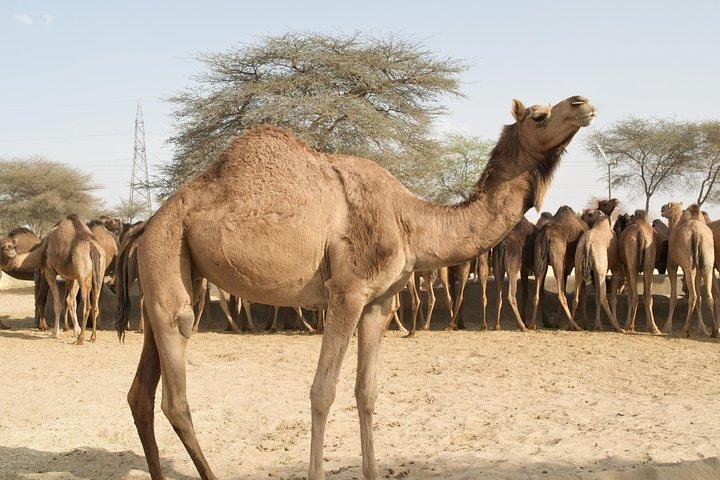 Bikaner Camel Breeding Farm & other Highlights