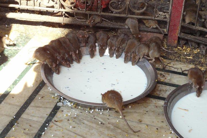 Deshnok Village Rat temple visit at Bikaner